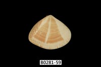 藏品(花蛤)的圖片